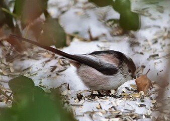 Schwanzmeise (Aegithalos caudatus) im Winter im Lainzer Tiergarten