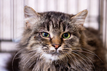 Fototapeta premium Elderly longhair cat gazes peacefully. Serene rescue image of mature longhair feline behind bars