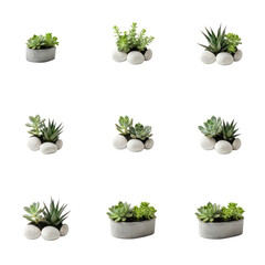 A collection of succulent plants in a textured concrete pot, artfully arranged with smooth white stones. The plants display various shades of green and textures against a clean white background.