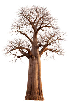Baobab tree Adansonia digitata on transparent background