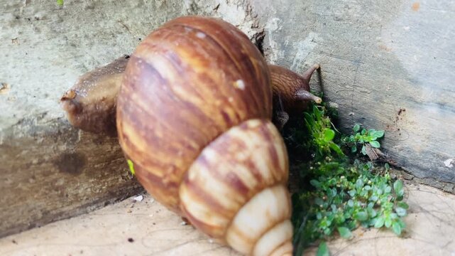 Brown garden snail or cornu aspersa