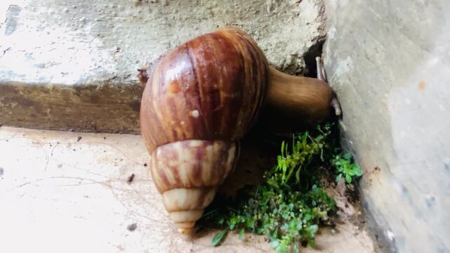 Brown garden snail or cornu aspersa