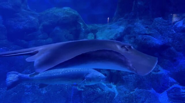 Ray drifts calmly. Slowmoving stingray over textured ocean floor. Graceful stingray hovers over rocky seabed with tranquil motion