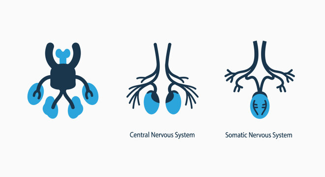 Set of stylized icons representing central nervous system and somatic nervous system, with neural connections and ganglia depicted in blue and dark blue.