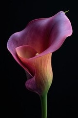 Elegant calla lily close-up with soft studio lighting and detail