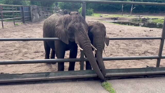 Serene scene of elephants near water in warm sunlight. Gentle elephants at zoo exhibit with tranquil surroundings and lush landscape