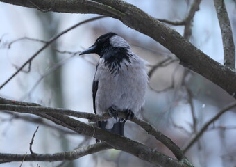 A crow sits on a tree branch on a winter day
