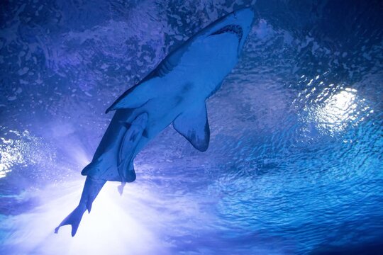Majestic shark with a remora fish swimming towards the sun surface. Symbiotic relationship in the ocean