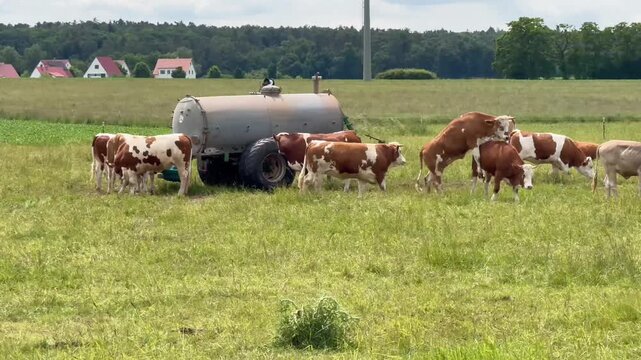 Tranquil farm scene. Idyllic countryside scene showing cows feeding peacefully near tanker amidst green fields and distant homes