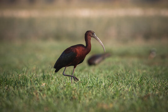 View of a glossy ibis gracefully struts across a vibrant green field, its dark plumage contrasting with the soft, blurred background, Kallar Kahar, Punjab, Pakistan.
