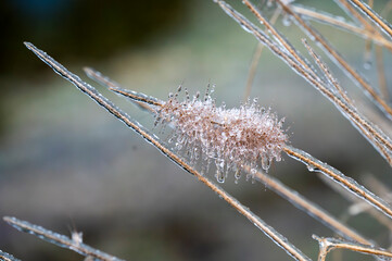 Obraz premium Frozen plants in the garden during black ice in Poland. Selective focus.
