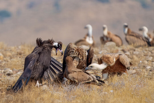 View of vultures with contrasting dark and light plumage gather on the arid ground, creating a scene of scavenging in Kirthar National Park, Karachi, Sindh, Pakistan.