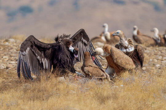 View of vultures with varied plumage gather and feast in the arid landscape of Kirthar National Park, a striking display of nature's cycle, Karachi, Sindh, Pakistan.