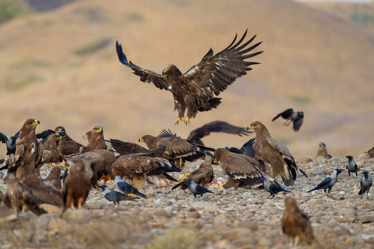 View of a flurry of eagles and crows descend upon a rocky ground, wings spread wide against the arid landscape, a scene of wild competition, Karachi, Sindh, Pakistan.