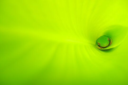 frog sleeping in banana leaf
