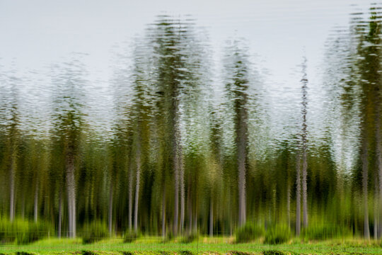 View of the forest and grass is reflected in the water, creating a surreal, dreamlike scene of vertical lines and blurred colors, Espoo, Finland.