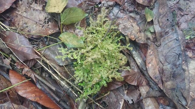 Fresh Green Moss Growing Over Decaying Brown Leaves on Ground