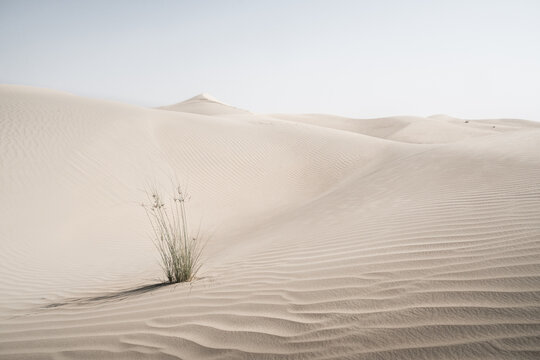 View of undulating sand dunes stretching to the horizon under a pale sky, with a solitary clump of grass casting a shadow, Dubai, United Arab Emirates.