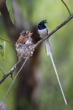 View of a striking paradise flycatcher perched near its nest of hungry chicks, a vibrant snapshot of familial life in kalar kahar, punjab, pakistan.