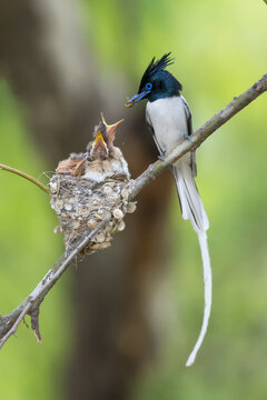 View of a mother paradise flycatcher feeding its chicks in a woven nest on a branch, against a soft green backdrop of trees, Kalar Kahar, Pakistan.