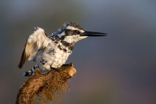 View of a pied kingfisher perched atop a weathered branch, wings outstretched against the soft, blurred backdrop of morning light, Lahore, Punjab, Pakistan.