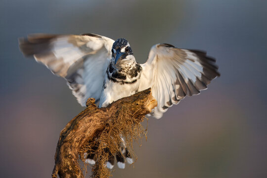 View of a pied kingfisher perched atop a dry, moss-covered branch, wings outstretched in a display of monochrome elegance, Lahore, Punjab, Pakistan.