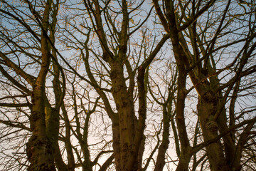 Fototapeta premium Dense Forest Trees Forming Natural Pattern