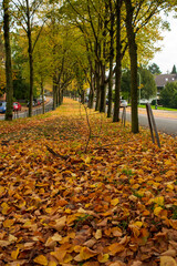 Autumn Park Path Covered with Fallen Leaves