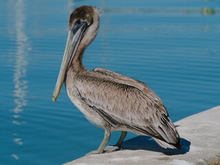 A lone Graceful Pelican Standing on Dock by Calm Blue Water, Observant and Serene. Perches on a concrete dock beside tranquil blue water. Its long beak and textured feathers convey calm, patience, and