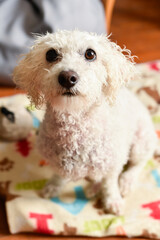 A wet white Bichon Frise dog sits on a patterned towel indoors after a bath. The dog has damp, curly fur and dark eyes looking toward the camera.