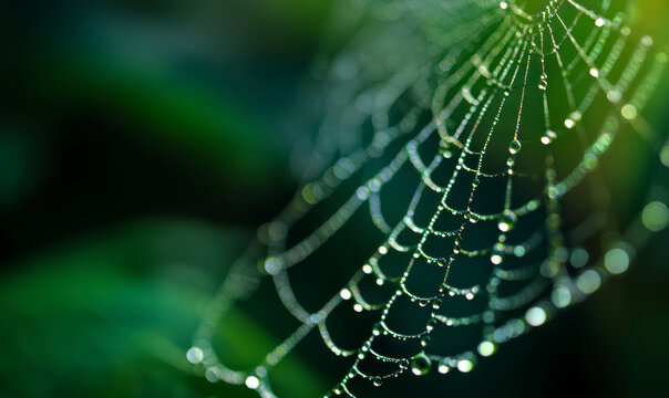 Dew-kissed spiderweb glistens in green. Morning nature art.