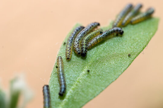Colony of Pieris brassicae caterpillars on a leaf reacting in unison