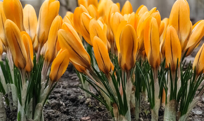 Fototapeta premium Yellow tulips blooming in the garden
