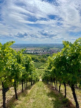 German vineyard rows overlooking vaihingen an der enz valley