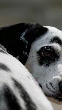 Vertical video: Noticing light, spotted dog opening eye, blinking and shifting gaze on soft bedding