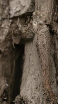 Vertical video: Lifting wing, big moth pushing off tree trunk to fly, showing eyespots and antennae