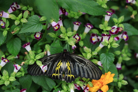 Golden Birdwing butterfly perched on purple Wishbone flower. Troides aeacus has relatively large, thick body, black wings marked with bright yellow. Bluewings flowers are trumpet-shaped, variety color
