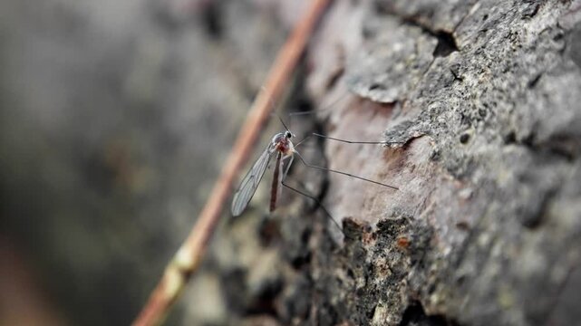 Mosquito on tree bark, slender insect perched against textured trunk with long legs and translucent wings, muted tones and shallow depth creating soft blurred background, intimate nature. Slow motion