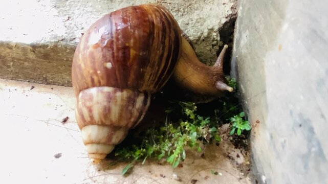 Brown garden snail or cornu aspersa