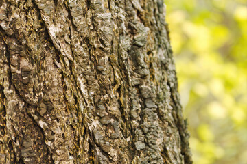 Fototapeta premium Texture of Douglas fir, moist tree bark, brown, rough and pattern of the Douglas fir tree, Pseudotsuga menziesii, deep furrows, rough surface