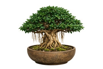 Obraz premium Bonsai banyan tree showing aerial roots in a ceramic pot, representing zen, growth, harmony, and patience on transparent background