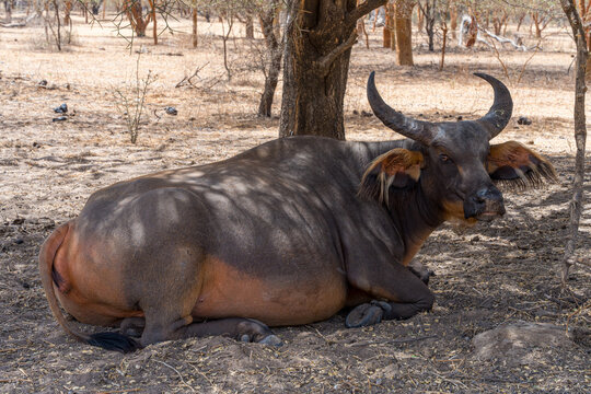 View of a solitary African buffalo rests on the arid ground, its dark hide mottled with shadows under the sparse trees, Thies, Thies Region, Senegal.
