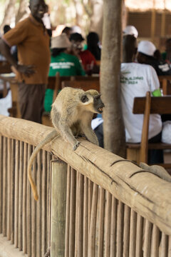 View of a curious monkey perched on a light wooden railing, amidst people dining under a straw roof, casting shadows in Thies, Thies Region, Senegal.
