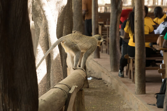 View of a monkey perched precariously on a wooden beam, amidst blurred figures in yellow shirts, creating a scene of wildlife interaction, Thies, Senegal.