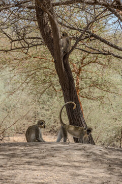View of monkeys perched on branches and scurrying across the arid ground beneath a sparse tree, a glimpse into the wild, Thies, Thies Region, Senegal.