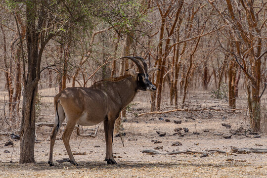View of a roan antelope standing majestically amidst the dry, sun-drenched savanna, its dark face contrasting with the golden hues of the surrounding trees, Thies, Senegal.