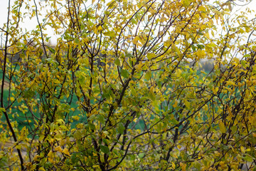Fototapeta premium Golden autumn branches. Blurry hillside background with cozy autumn atmosphere and gentle breeze