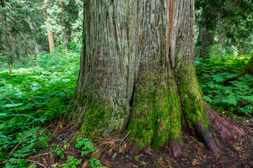 Obraz premium Western red cedar (Thuja plicata) tree tunk, Ancient forest provincial park, BC, Canada.