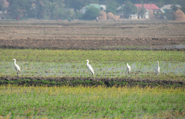 Fototapeta premium Large flock of white egrets flying over a rural agricultural field under a clear sky.