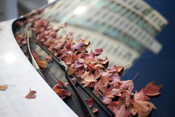 Close-up of Fallen Autumn Leaves on Car Windshield Wiper